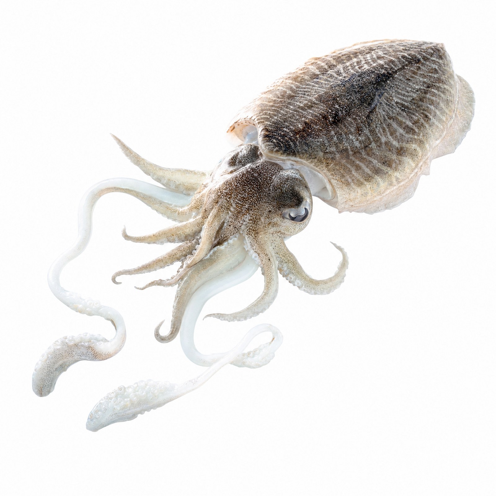 Cuttlefish