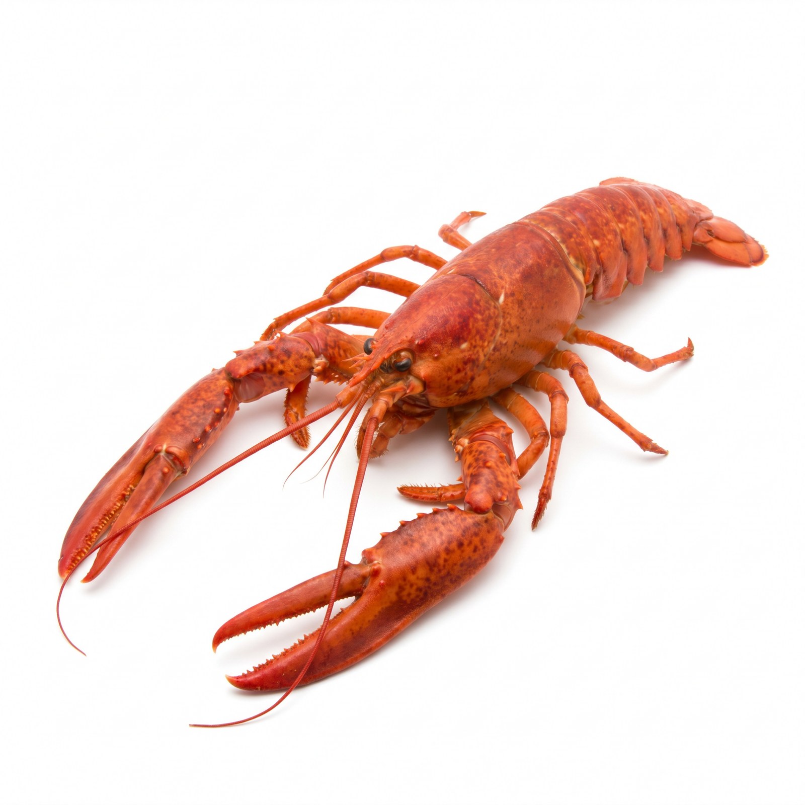 Deep Sea Lobster
