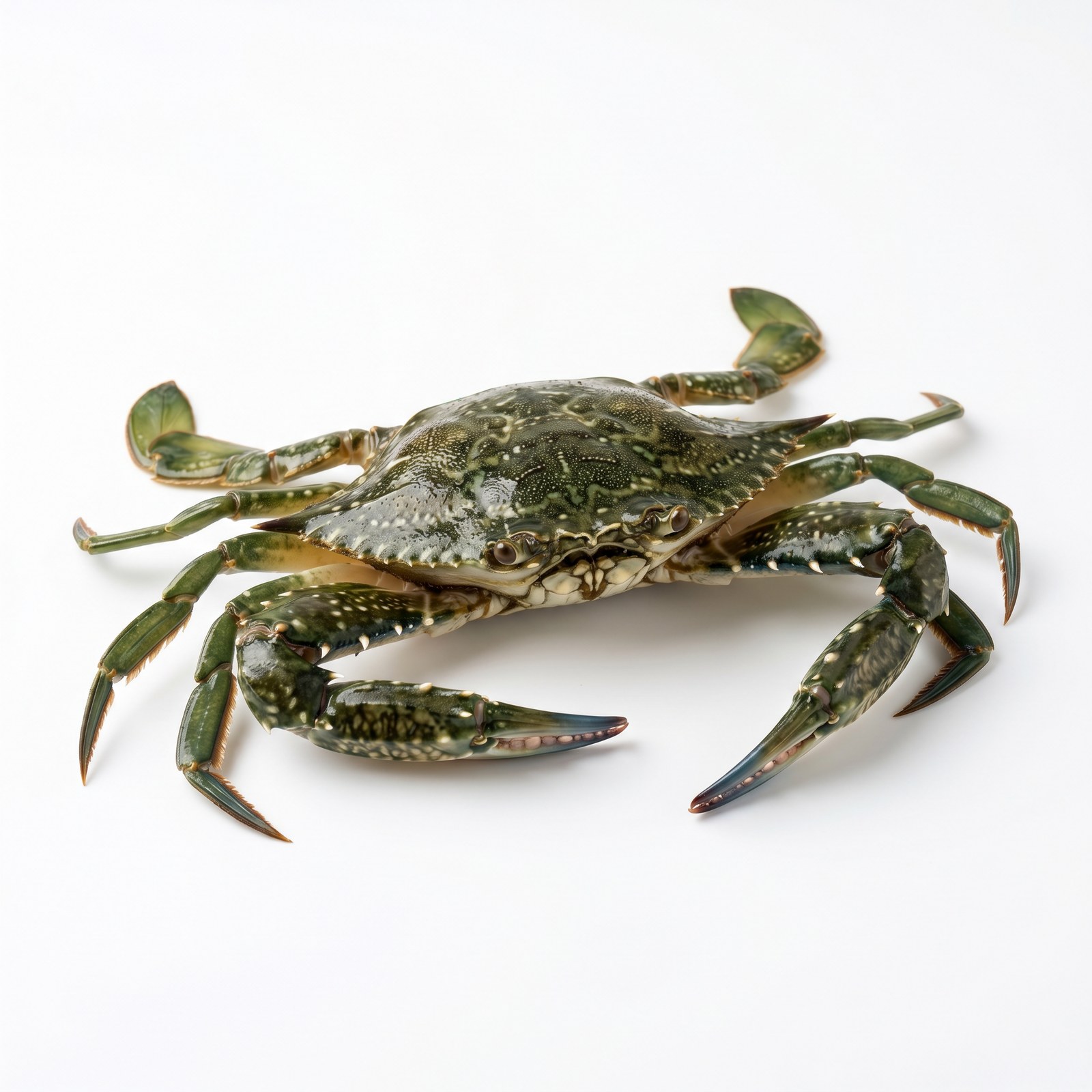 Green Crab