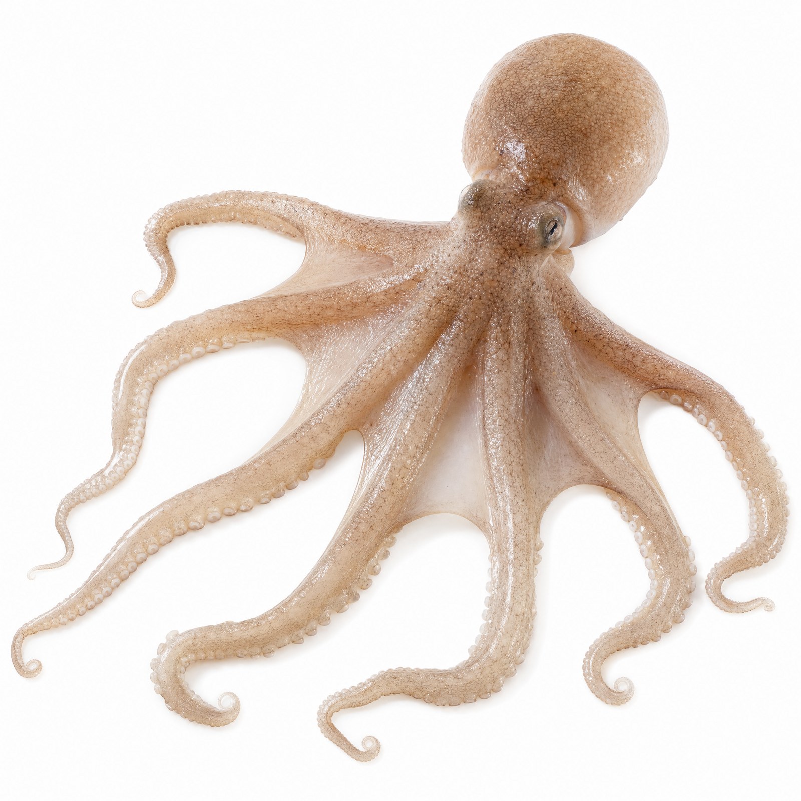 Octopus