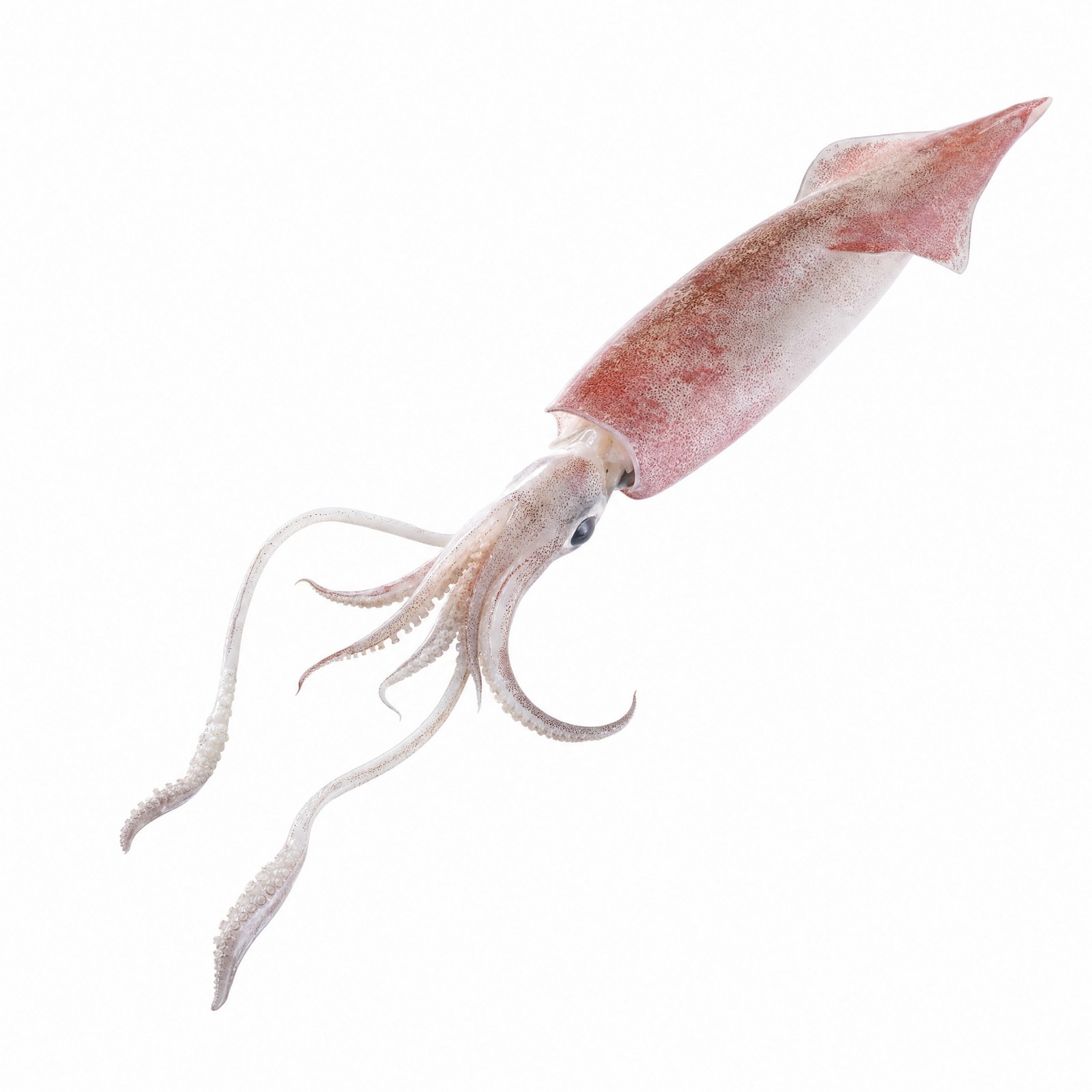 Indian Ocean Squid