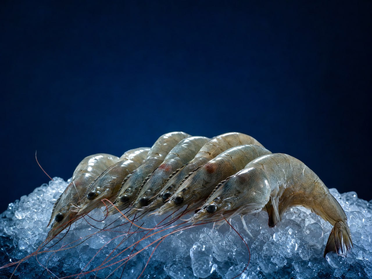 Vannamei Shrimp