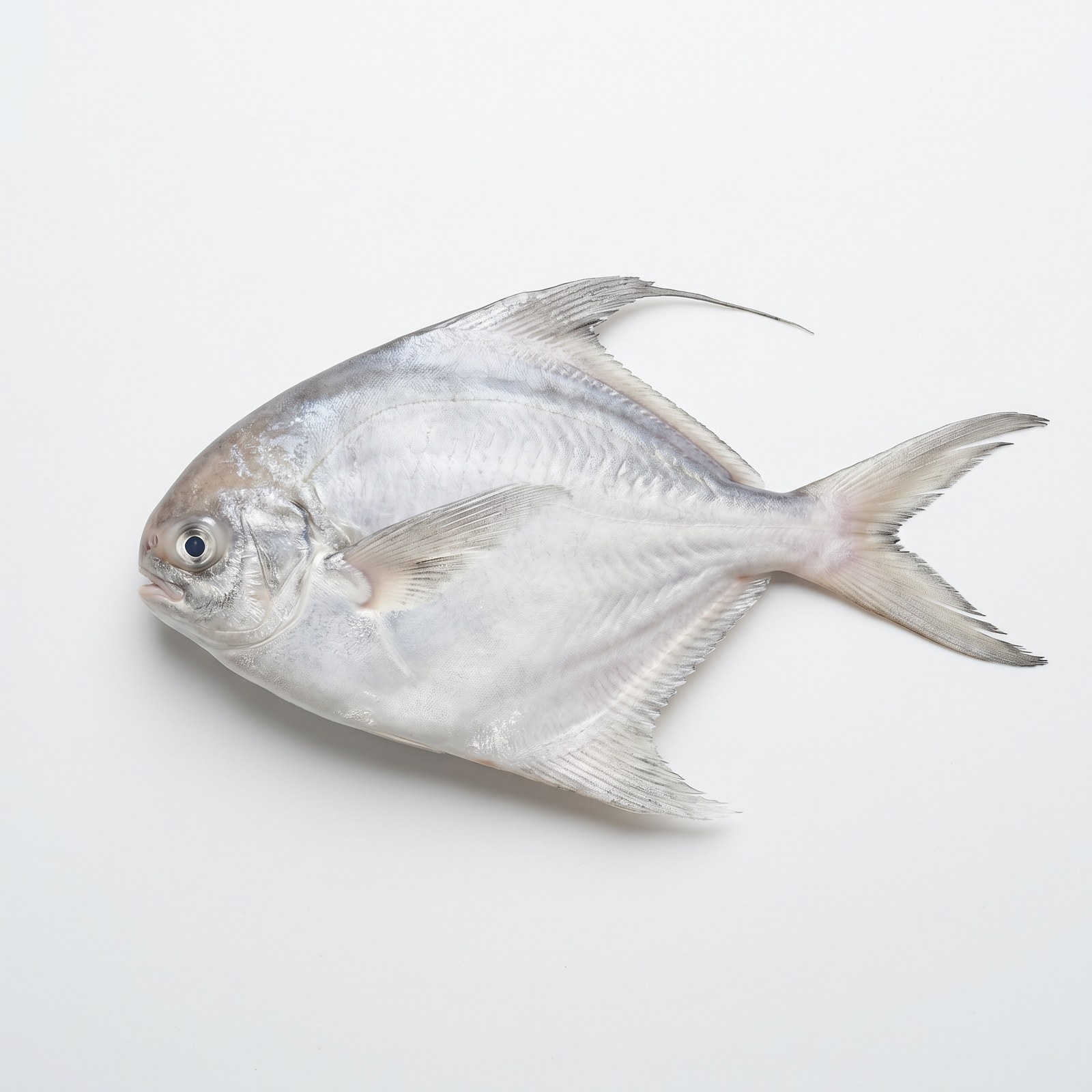White Pomfret