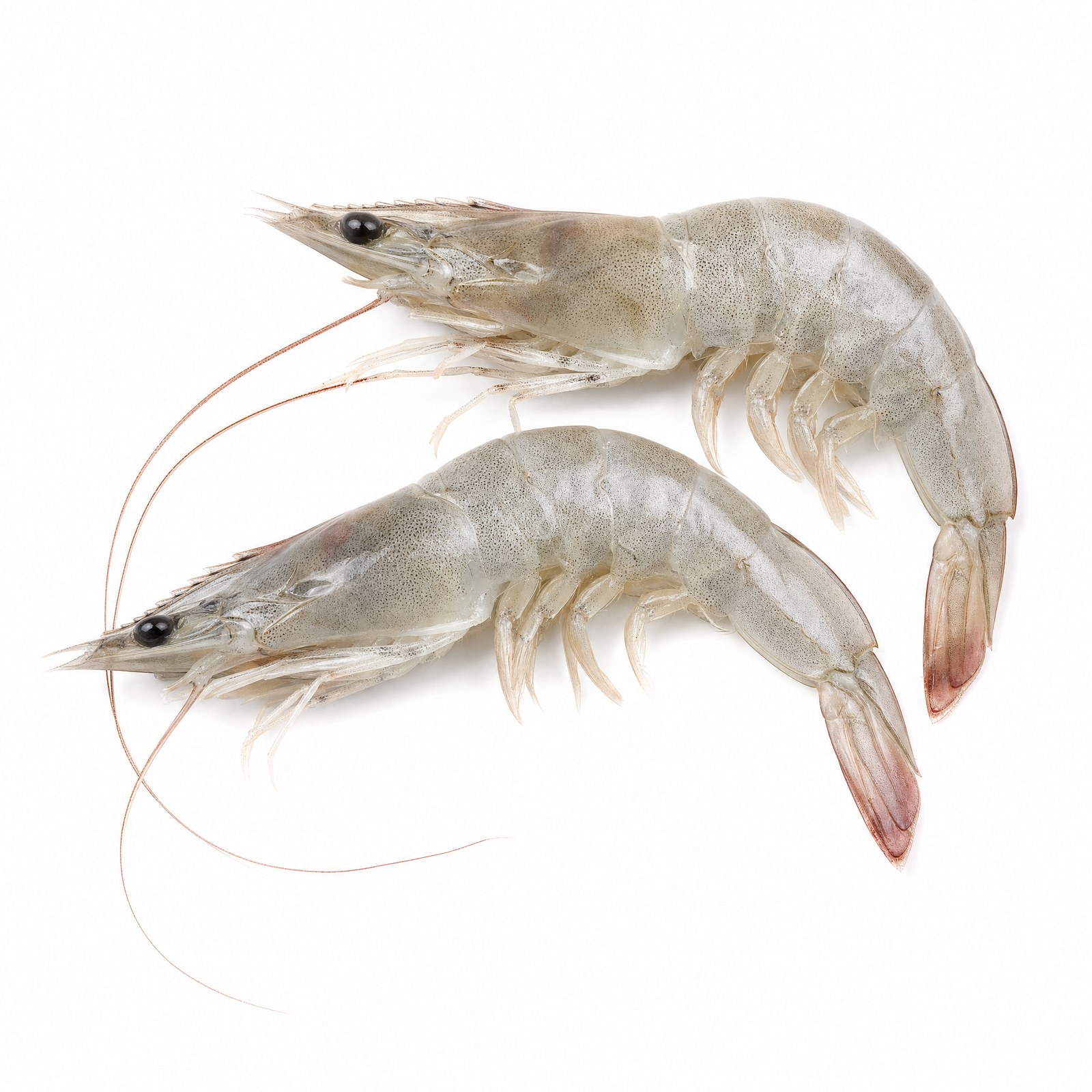Whole Shrimp