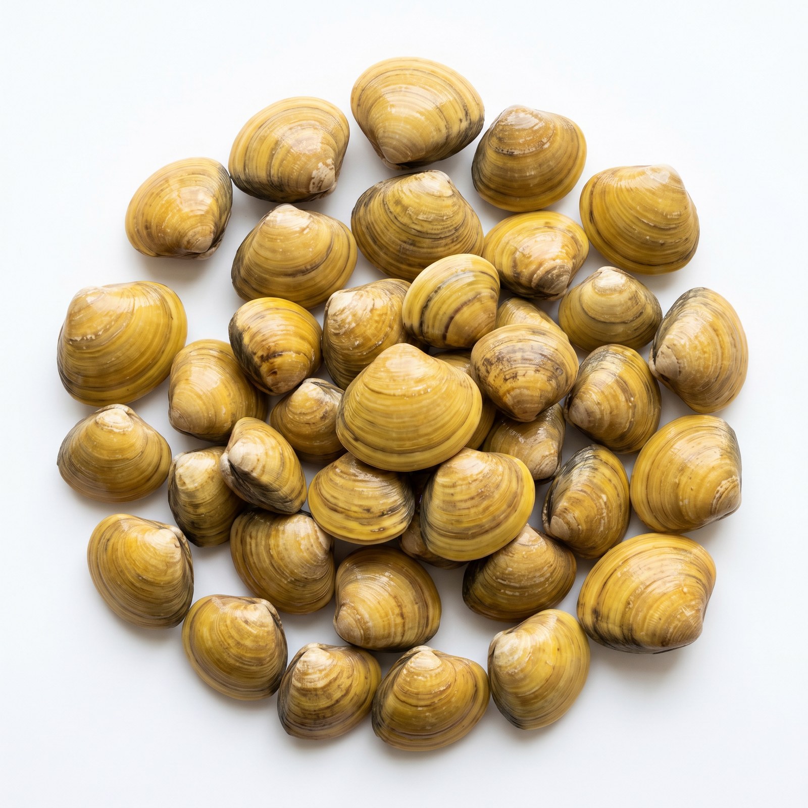 Yellow Clam